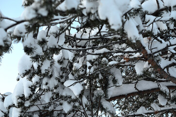 frozen and snowy pine tree with cones in winter