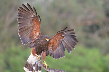 Harris Hawk in Southern Texas