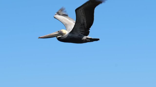 Beautiful slow motion clip of a Brown Pelican, Pelecanus occidentalis, flying right to left under a blue sky in Port Aransas, Texas.