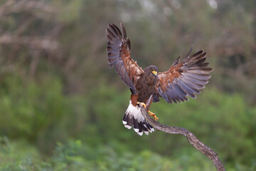 Obraz premium Harris Hawk in Southern Texas