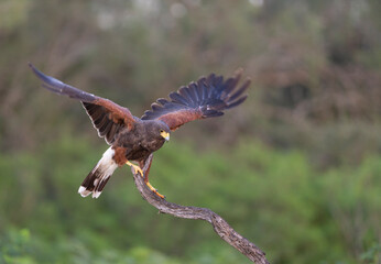 Harris Hawk in Southern Texas