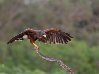 Harris Hawk in Southern Texas