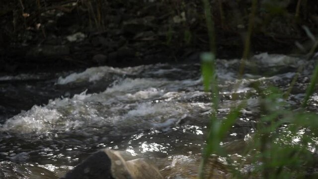 River Stream with Rack Focus on Plants Slowmotion