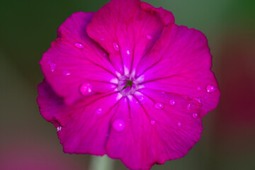 Fototapeta na wymiar tiny water drops on a flower petals macro shot