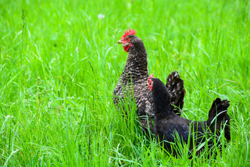 Poules