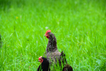 Poules