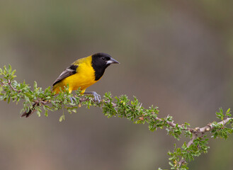 Naklejka premium Audubon's oriole in Southern Texas