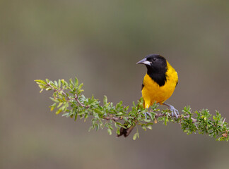 Audubon's oriole in Southern Texas