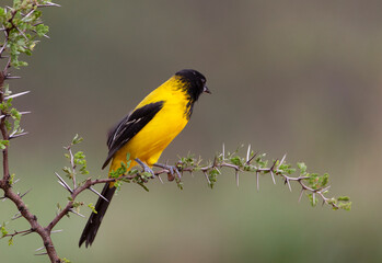 Obraz premium Audubon's oriole in Southern Texas