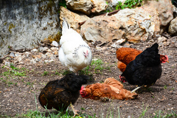 Poules