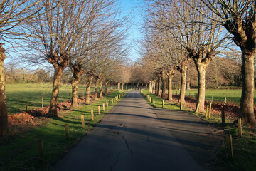 Naked trees of park near Quarr Abbey view, Isle of Wight, England