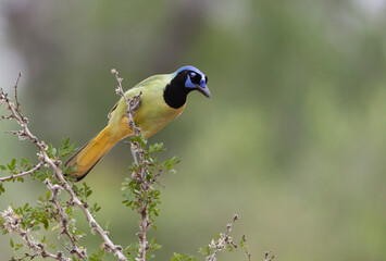 Beautiful Green Jay in southern Texas USA