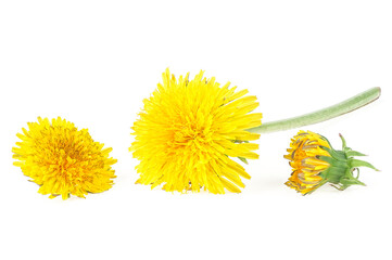 Yellow dandelion flowers isolated on a white background