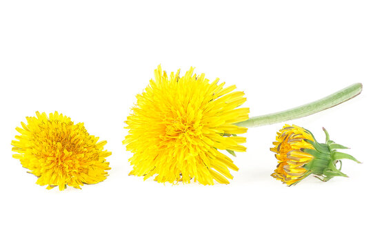Yellow dandelion flowers isolated on a white background