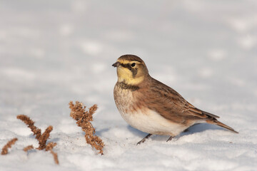 Horned Lark in Snow covered field
