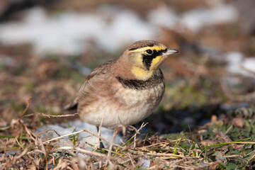 Horned Lark in Snow covered field