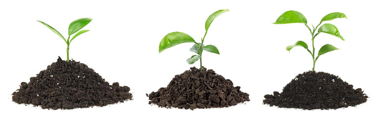 Plant germination and growth - Growing plant in soil isolated on a white background.