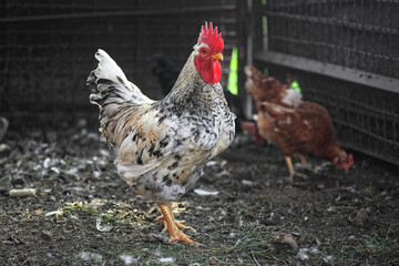 Rooster and hens are walking outdoors on a farm in the countryside.