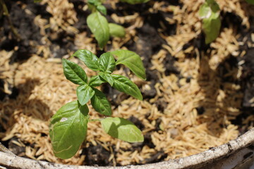 healthy Basil  leafs 