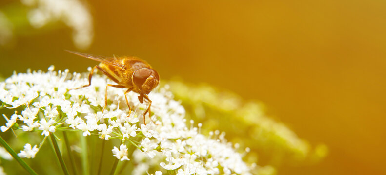Gadfly perched on a flower. Flying insects concept. Biting fly, painful bites, horse bittern. Allergic reaction to a bug bite.