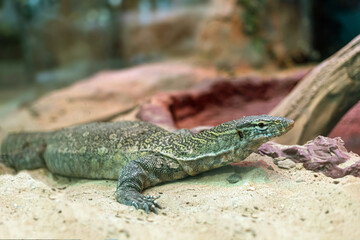 Monitor lizard on the sand, selective focus.