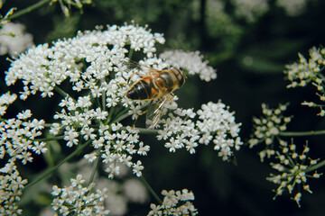 Gadfly perched on a flower. Flying insects concept. Biting fly, painful bites, horse bittern. Allergic reaction to a bug bite.