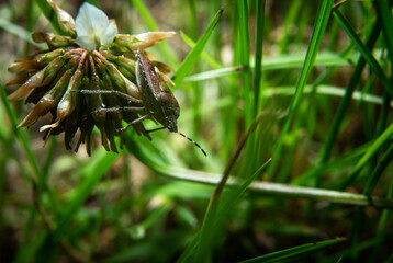 Beetle Dolycoris baccarum on a twig, leaf. Insect and entymology concept. Insects living in the...