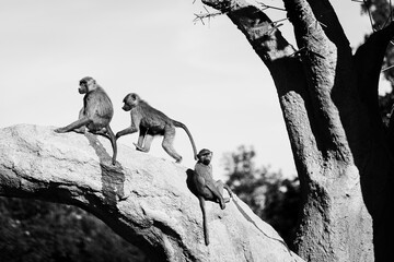 Trois singes sur une branche, vu noir et blanc
