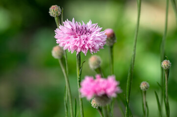 Centaurea cyanus blue cultivated flowering plant in the garden, group of beautiful cornflowers flowers in bloom