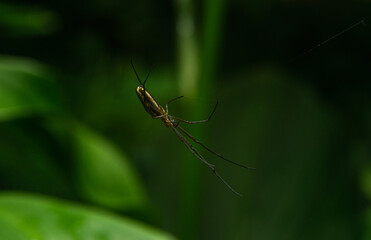 Spider on a thread between leaves. Arachnid and entymology concept. Insects living in the garden, outdoors. Pests and useful insects.