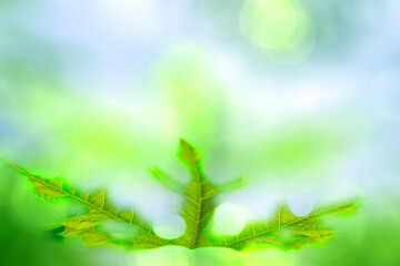 Fototapeta premium Green leaves blurred background with beautiful bokeh