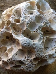 Sea stone