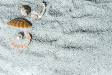 seashells with pearl on sand