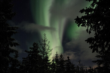 Beautiful aurora borealis in winter spruce tree forest