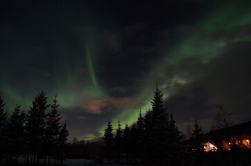 Fototapeta premium Beautiful aurora borealis in winter spruce tree forest