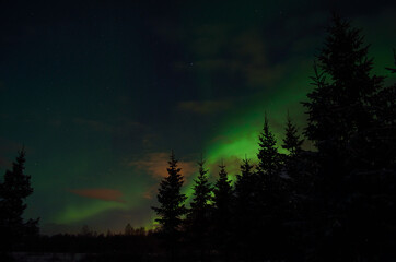 Beautiful aurora borealis in winter spruce tree forest