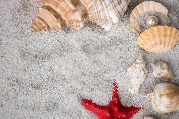 seashells and starfish in sand on a beach