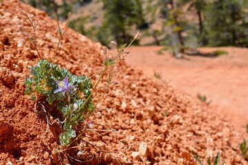 flower at bryce canyon national park utah