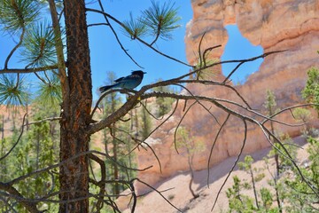 Steller's Jay at bryce canyon national park utah