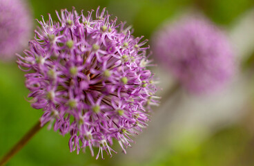 Fototapeta premium Blooming purple ornamental onion flower on floral spring background. Allium aflatunense.