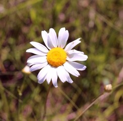 A close view on the bright white daisy in the sunlight.