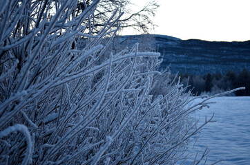 ice and frozen shrubbery in winter