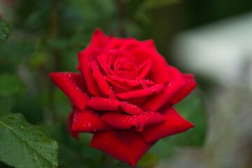 Kwiat róży pokryty kroplami deszczu.