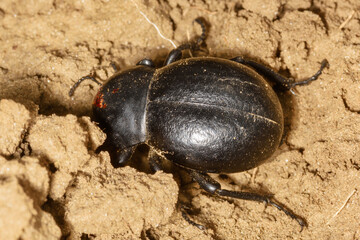 Black beetle (Gnaptor spinimanus) in the sand.
