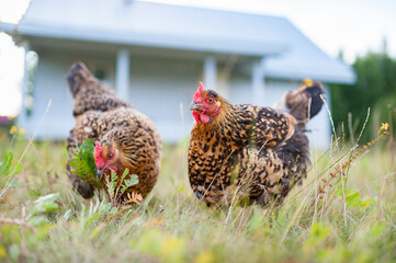 The young red-speckled  hen is walking on the grass in the garden and foraging on the ground. Close up, the hen looks into the camera