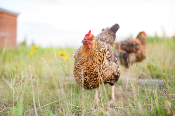 The young red-speckled  hen is walking on the grass in the garden and foraging on the ground. Close up, the hen looks into the camera