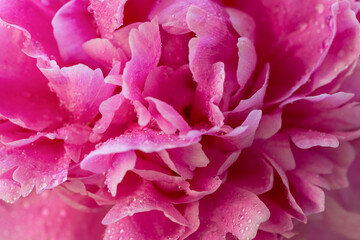  Delicate petals of pink peony covered with drops of dew, close-up and with a small depth of field.