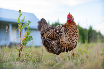 Red-speckled chickens freely foraging in the grass in the garden. Close up, the hen looks into the camera