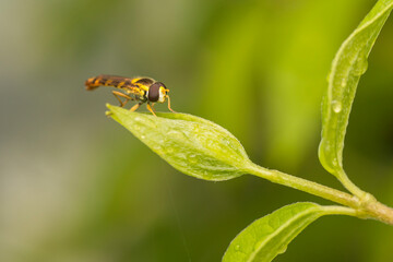 Syrphid Fly (Eristalis) on a green leaf. Close-up.