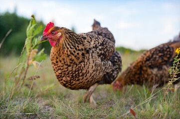 The young speckled hen is  lazily walking on the grass in the garden and foraging on the ground